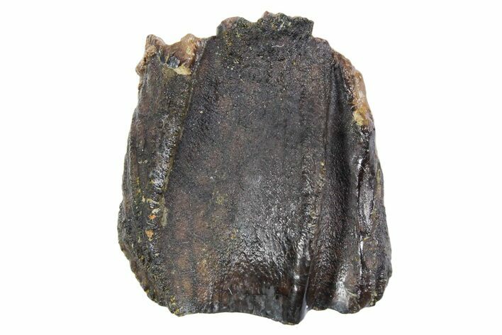 Dinosaur (Triceratops) Shed Tooth - Wyoming #356960